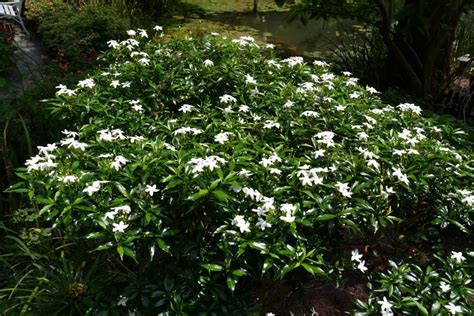 珍珠馬茶花風水